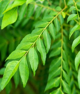 Fresh Curry Leaves